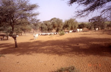 route de Ndioum, Sénégal (zébus et chèvres)