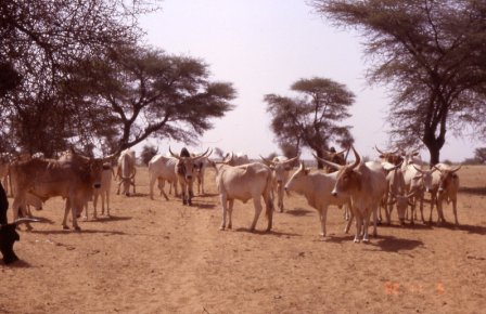 Troupeau de zébus