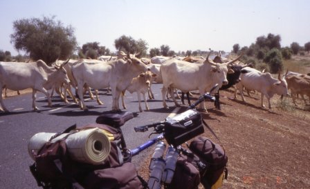 troupeau route de Semme, Sénégal