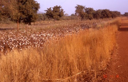 champ de coton