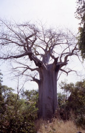 Baobab sacré du village au pied duquel on fait des sacrifices