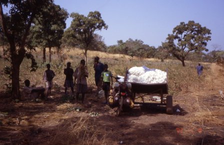 culture d'arachide et de coton