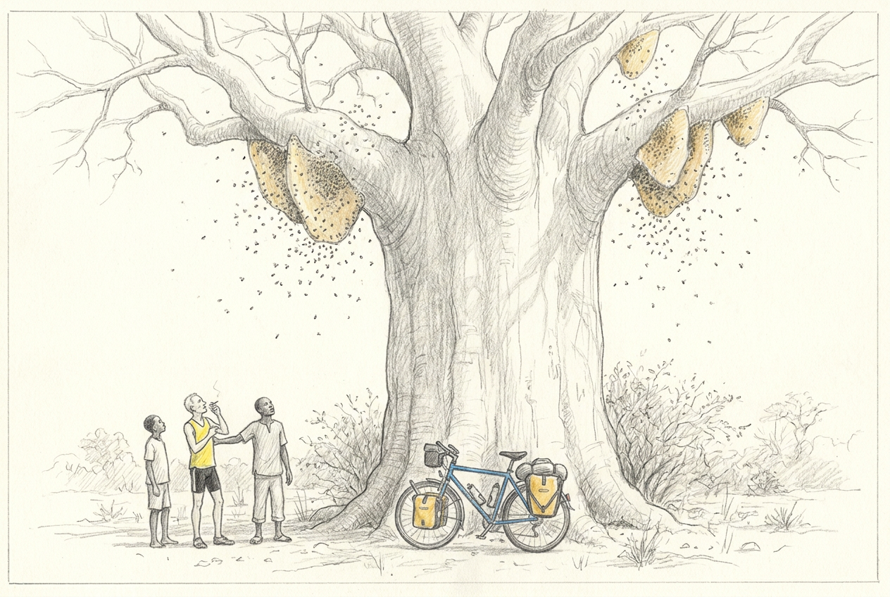 Michel et deux étudiants observent les rayons de cire et les abeilles suspendus dans un immense baobab sacré.